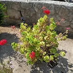 Apartament Sunny, Big Pool, Garden-roof Terrace View Cornervilla On Area Kyrenia-bahceli North-cyprus *