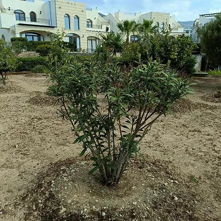 Sunny, Big Pool, Garden-roof Terrace View Cornervilla On Area Kyrenia-bahceli North-cyprus