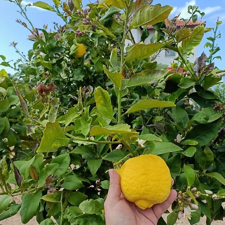 Sunny, Big Pool, Garden-roof Terrace View Cornervilla On Area Kyrenia-bahceli North-cyprus Apartment