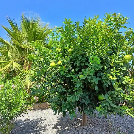 Apartment Sunny, Big Pool, Garden-roof Terrace View Cornervilla On Area Kyrenia-bahceli North-cyprus *