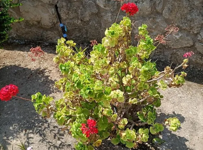 Apartmán Sunny, Big Pool, Garden-roof Terrace View Cornervilla On Area Kyrenia-bahceli North-cyprus *