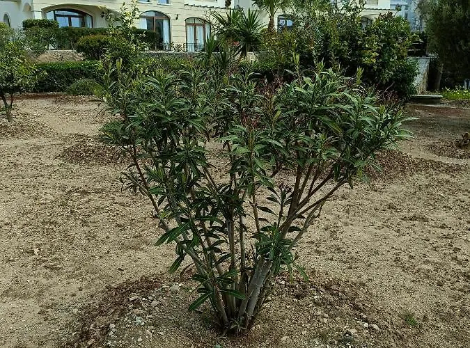 Sunny, Big Pool, Garden-roof Terrace View Cornervilla On Area Kyrenia-bahceli North-cyprus